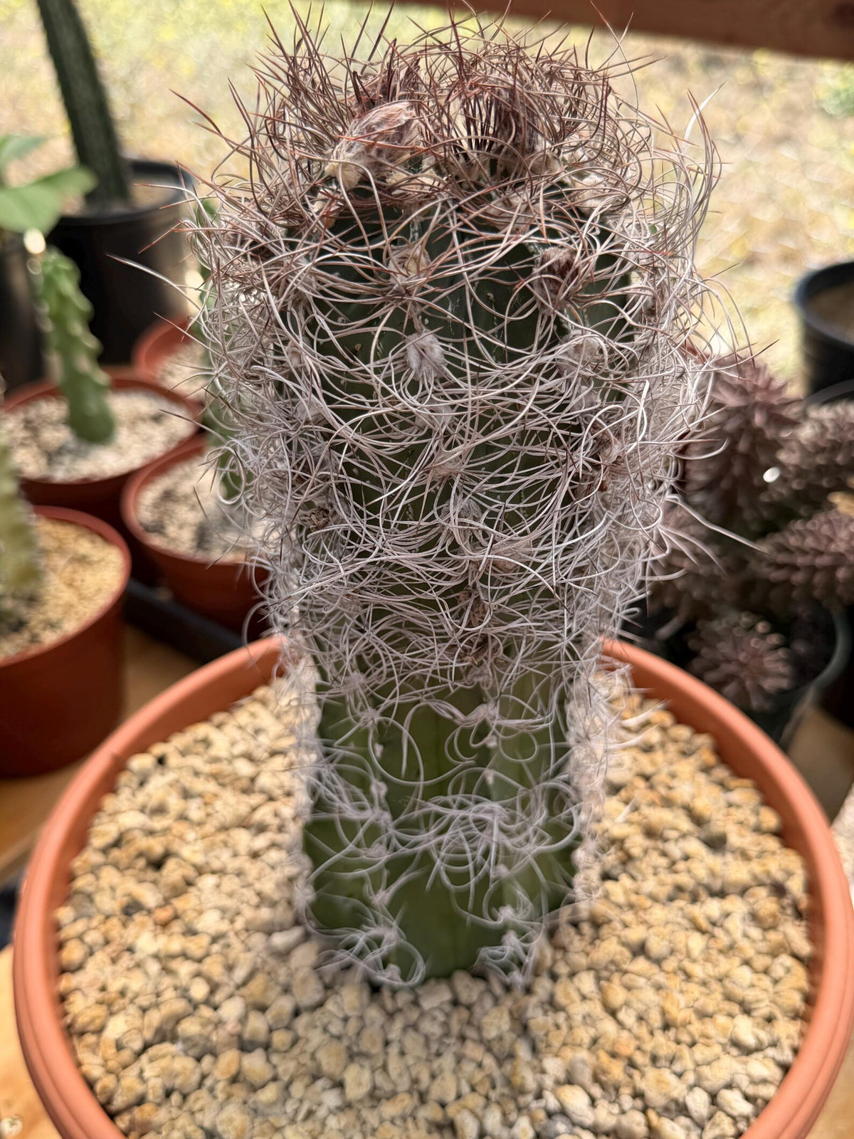 Seed Grown Astrophytum Capricorne Large| Rare Live Cactus