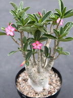 Large Specimen Adenium Arabicum | Pink Flower Live Plant