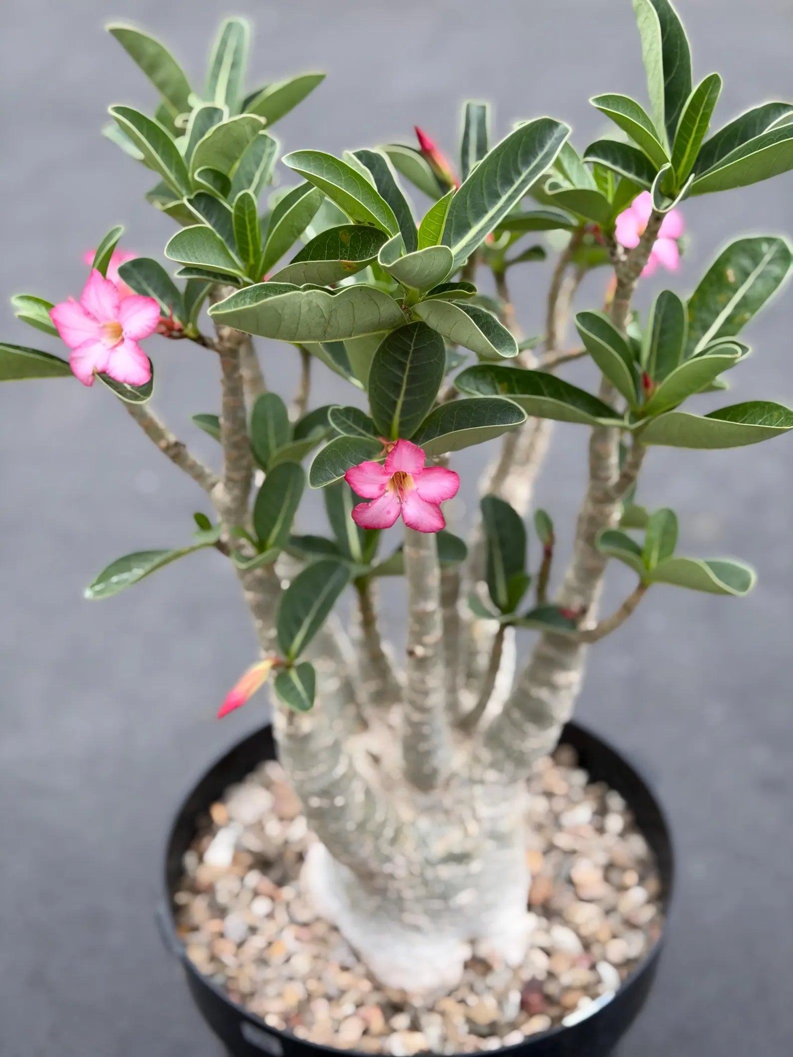 Large Specimen Adenium Arabicum | Pink Flower Live Plant