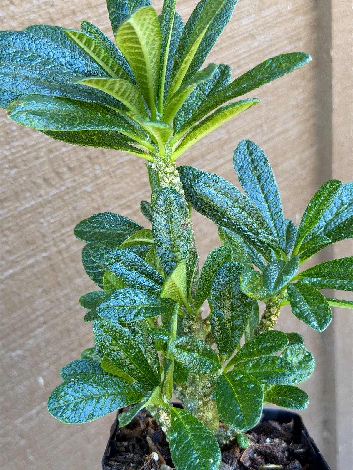 Dorstenia Gigas #387 – Rare Caudex Succulent, 7" Tall in 6" Pot, Exotic Collector Plant