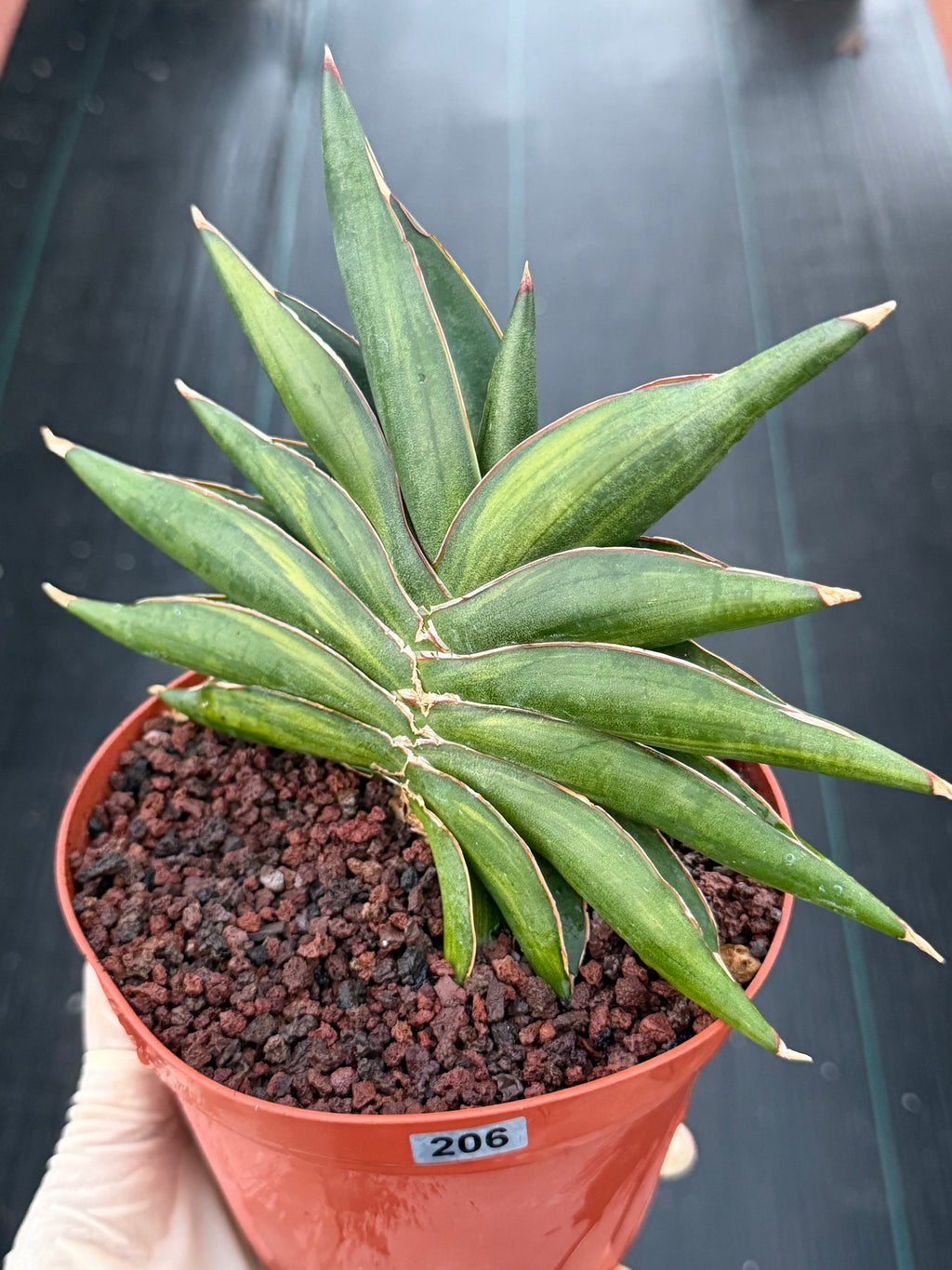 Variegated Sansevia Sawaddee | Easy Care House Plant | Live Plant #206