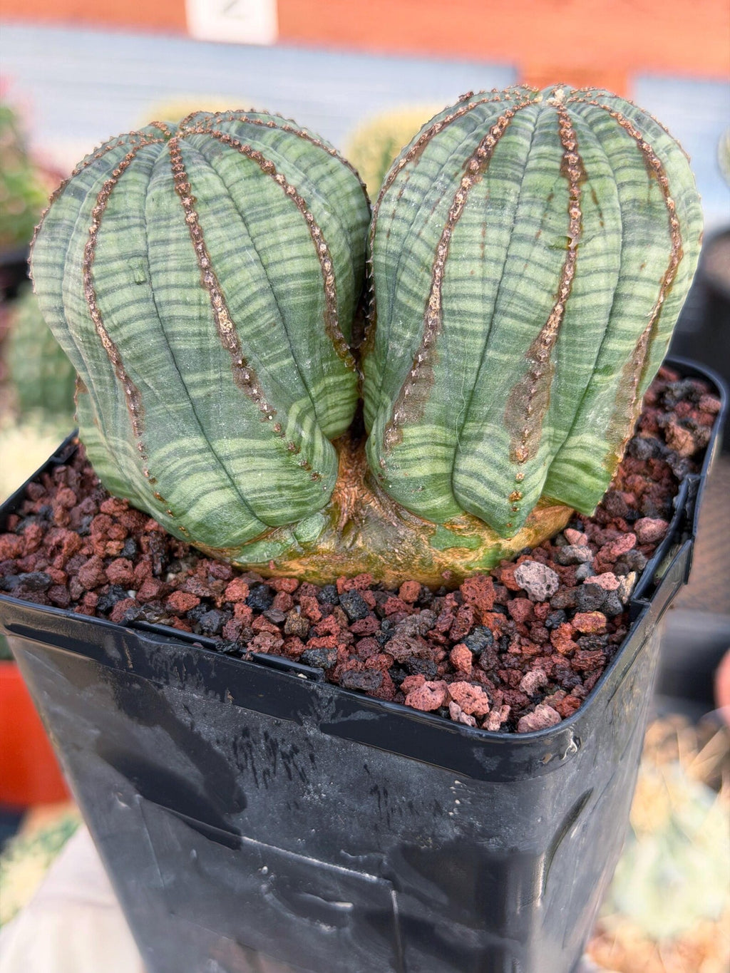 Euphorbia Obesa Dichot #214 | Seed Grown Rare Succulent