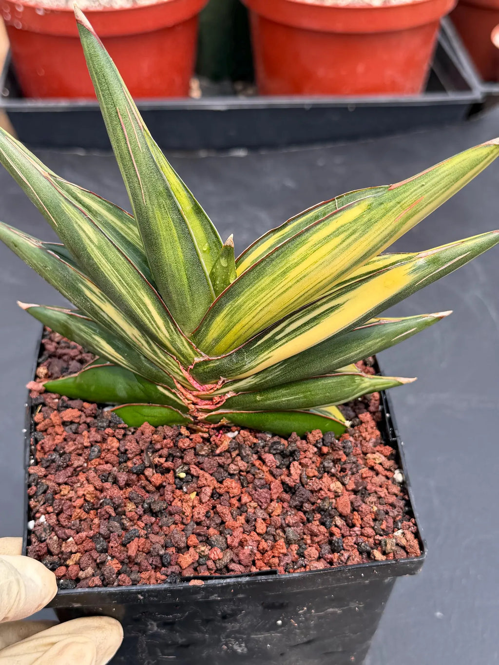 Variegated Sansevieria Sawaddee #881 | Rare Live House Plant