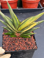 Variegated Sansevieria Sawaddee #881 | Rare Live House Plant