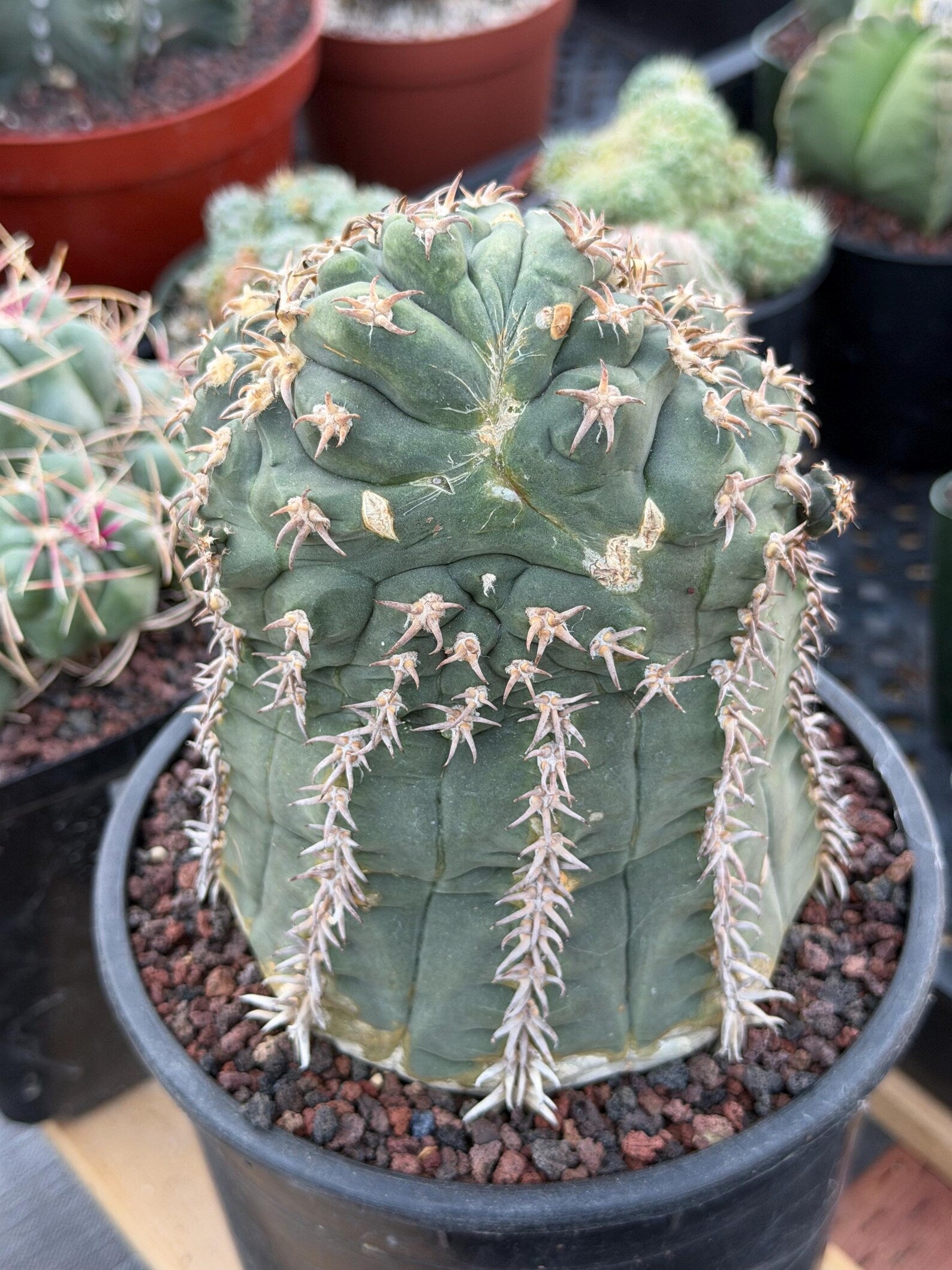 Gymnocalycium Spegazzinii Unguispinum 'Owl Eye' Tall Form #273 | Rare Live Cactus Width: 5 inches