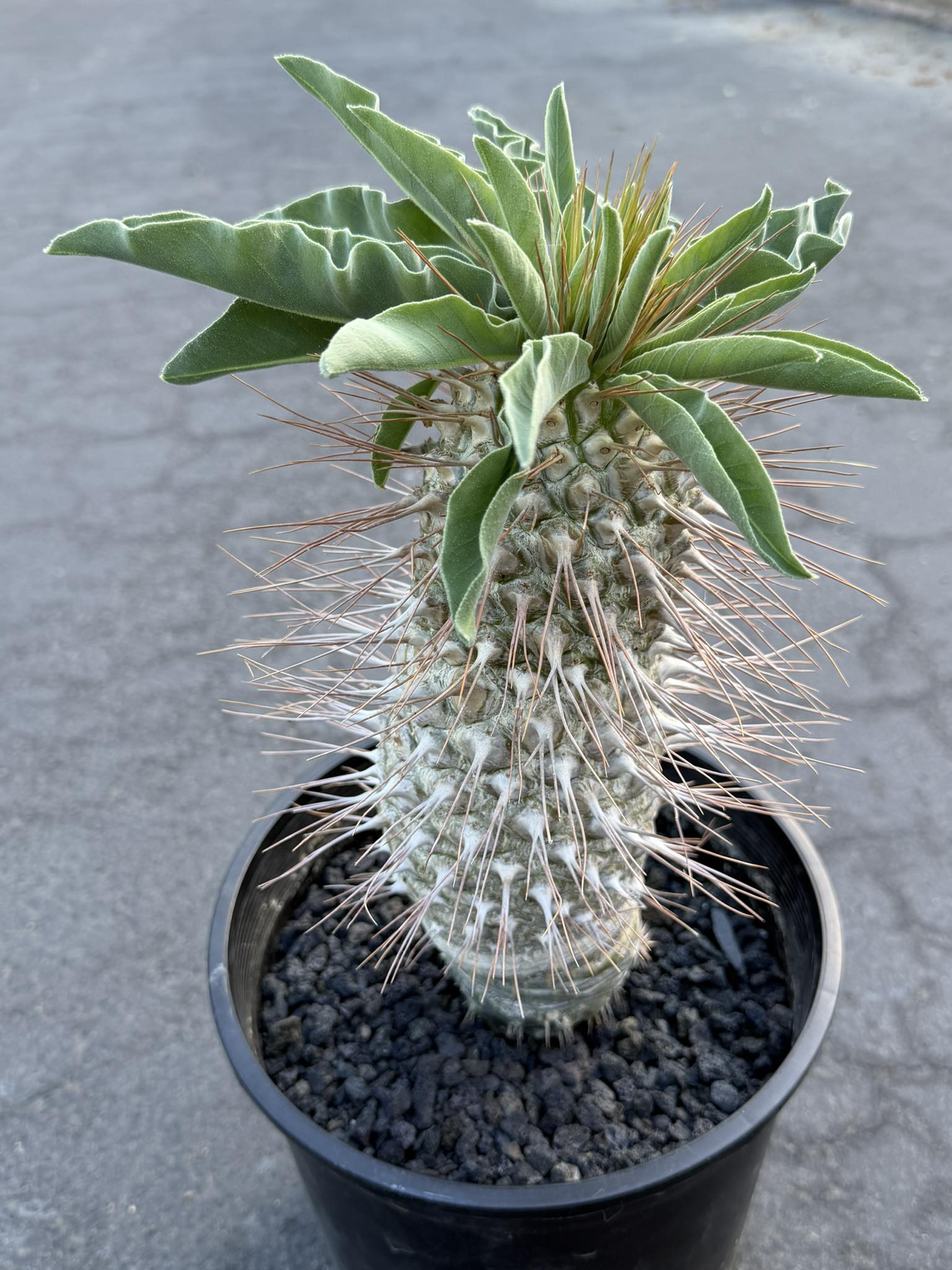 Pachypodium namaquanum – Rare Elephant’s Trunk Succulent, Desert Rose Plant