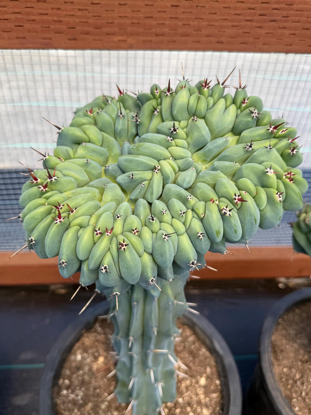 Crested Blue Myrtle Cactus | Rare Crested Live Cactus | Collector Plant