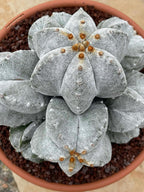 8-Head Astrophytum Myriostigma Cluster | Rare BRAG Collection Cactus