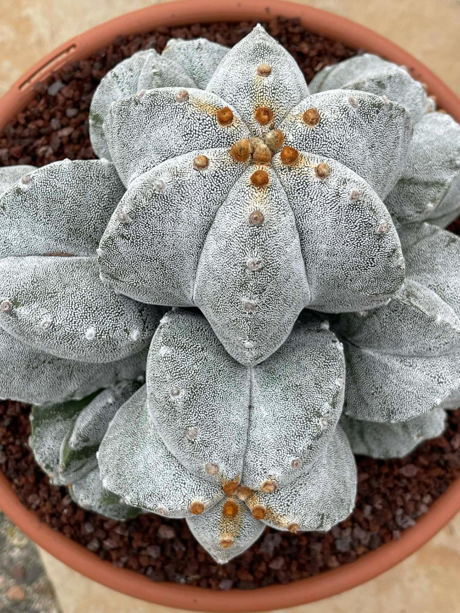 8-Head Astrophytum Myriostigma Cluster | Rare BRAG Collection Cactus