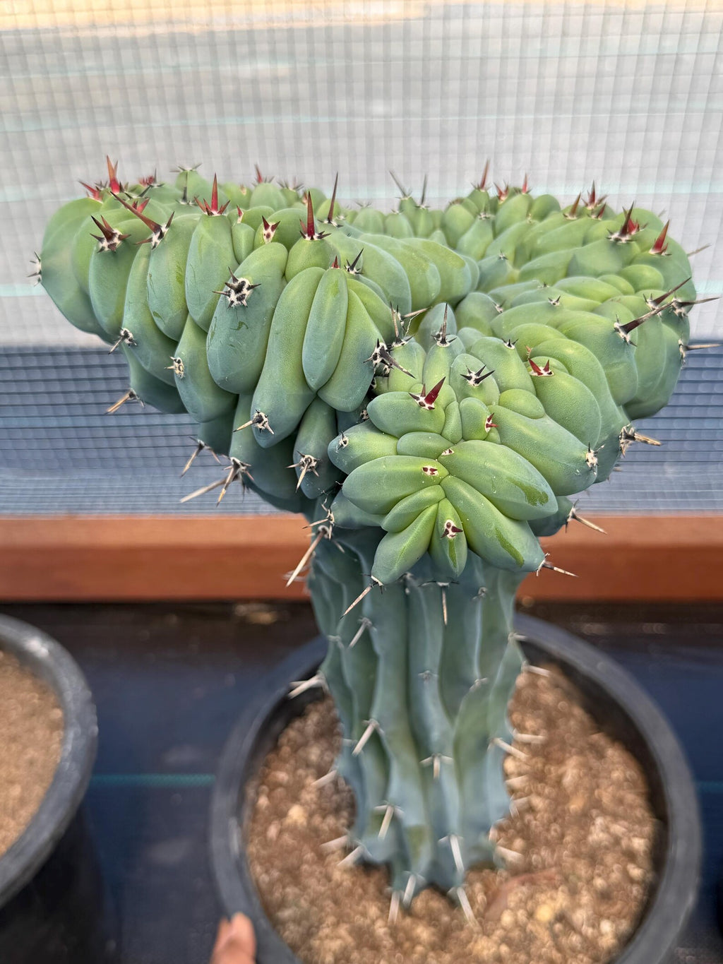 Crested Blue Myrtle Cactus | Rare Crested Live Cactus | Collector Plant