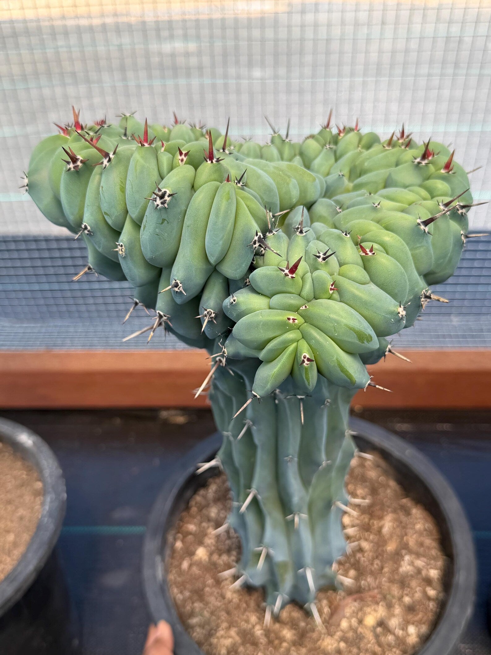 Crested Blue Myrtle Cactus | Rare Crested Live Cactus | Collector Plant