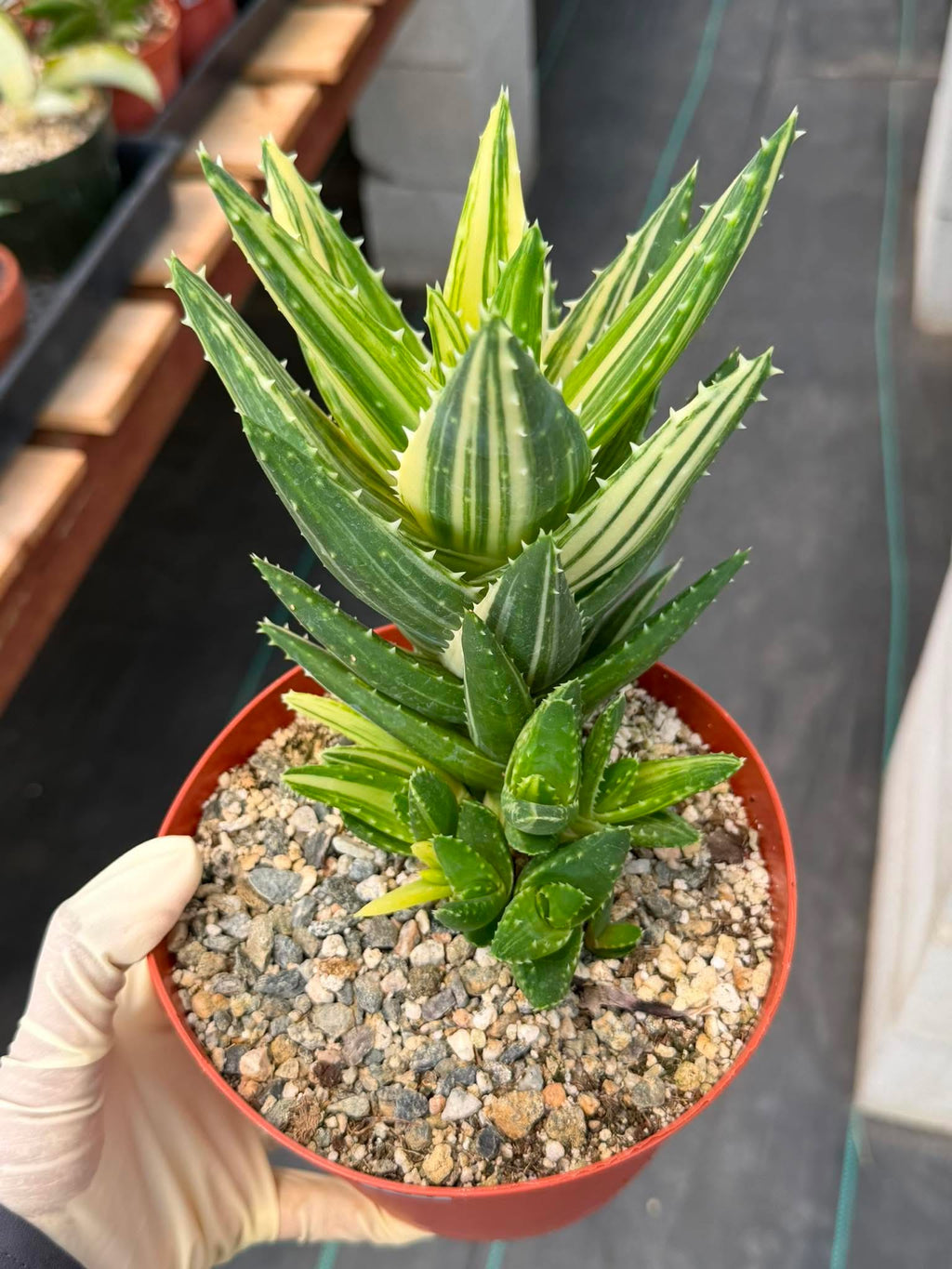 Variegated Aloe Nobilis #734 | Rare Succulent Live Plant | 6in Pot Easy Care Collector Cactus