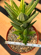 Variegated Aloe Nobilis #734 | Rare Succulent Live Plant | 6in Pot Easy Care Collector Cactus