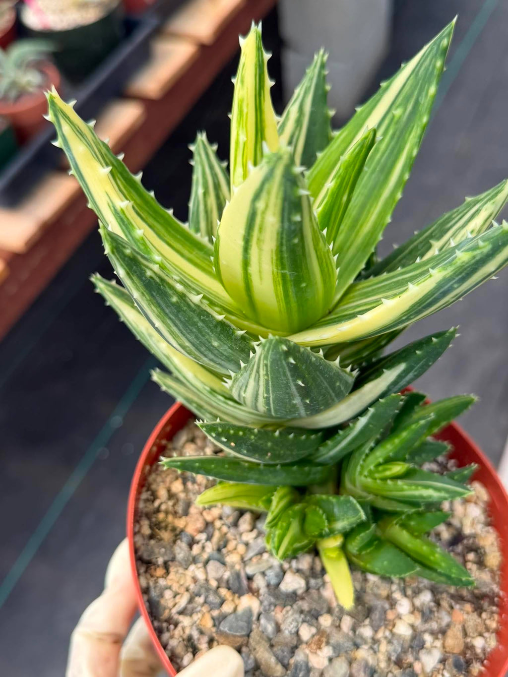 Variegated Aloe Nobilis #734 | Rare Succulent Live Plant | 6in Pot Easy Care Collector Cactus