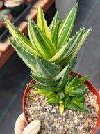 Variegated Aloe Nobilis #734 | Rare Succulent Live Plant | 6in Pot Easy Care Collector Cactus