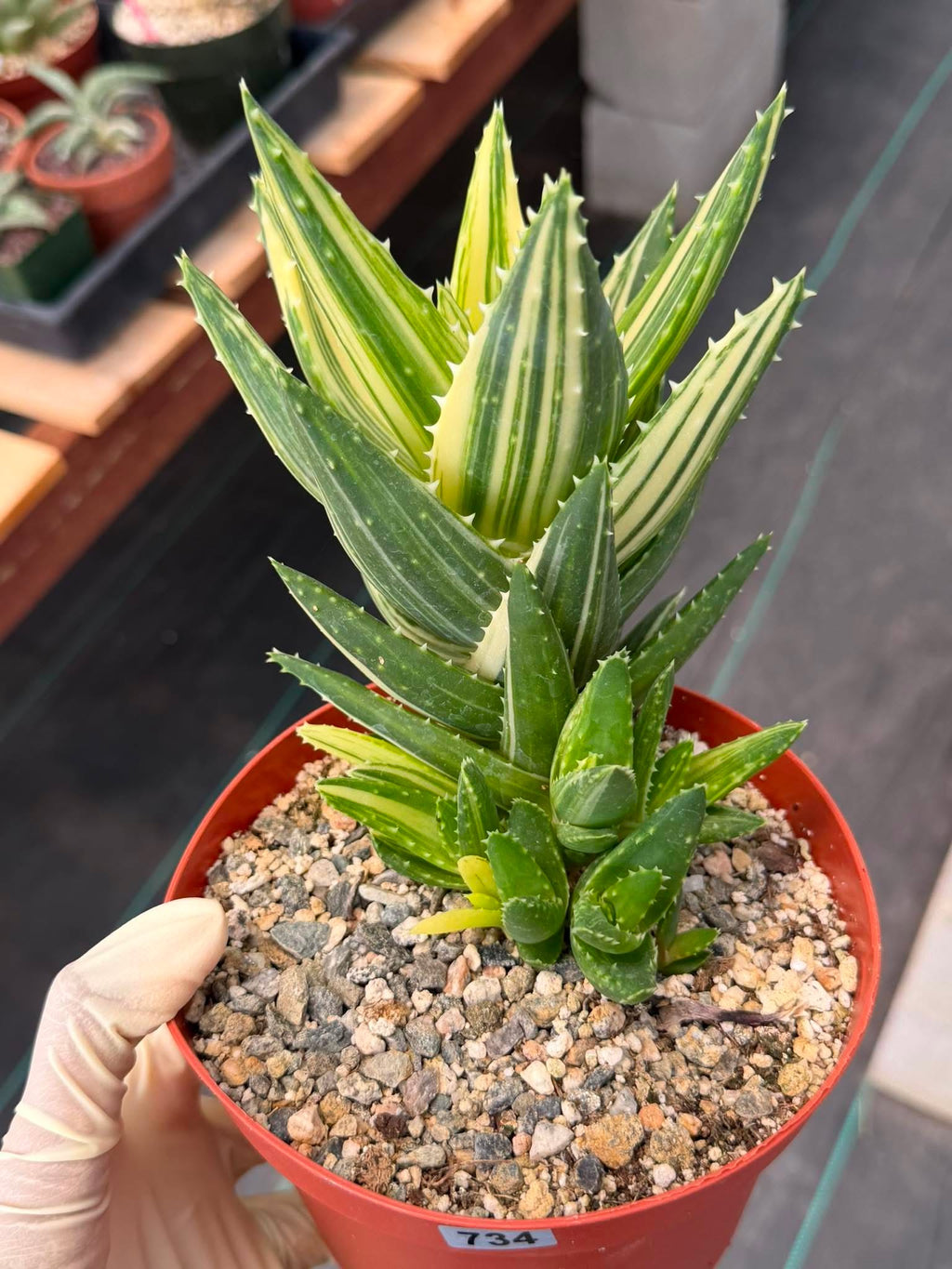 Variegated Aloe Nobilis #734 | Rare Succulent Live Plant | 6in Pot Easy Care Collector Cactus