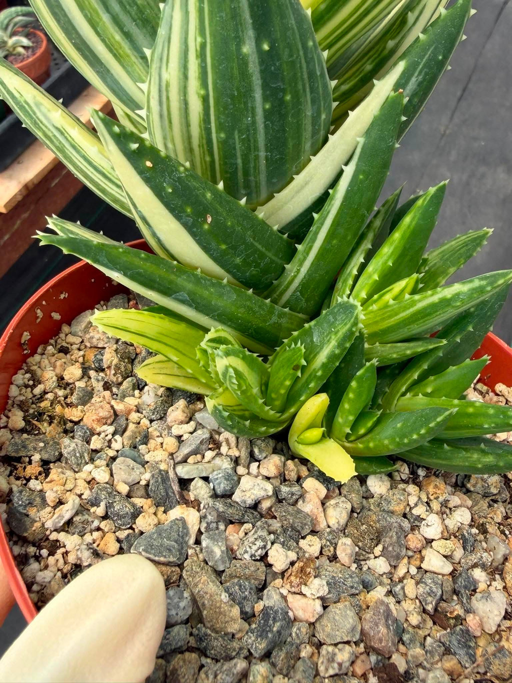 Variegated Aloe Nobilis #734 | Rare Succulent Live Plant | 6in Pot Easy Care Collector Cactus