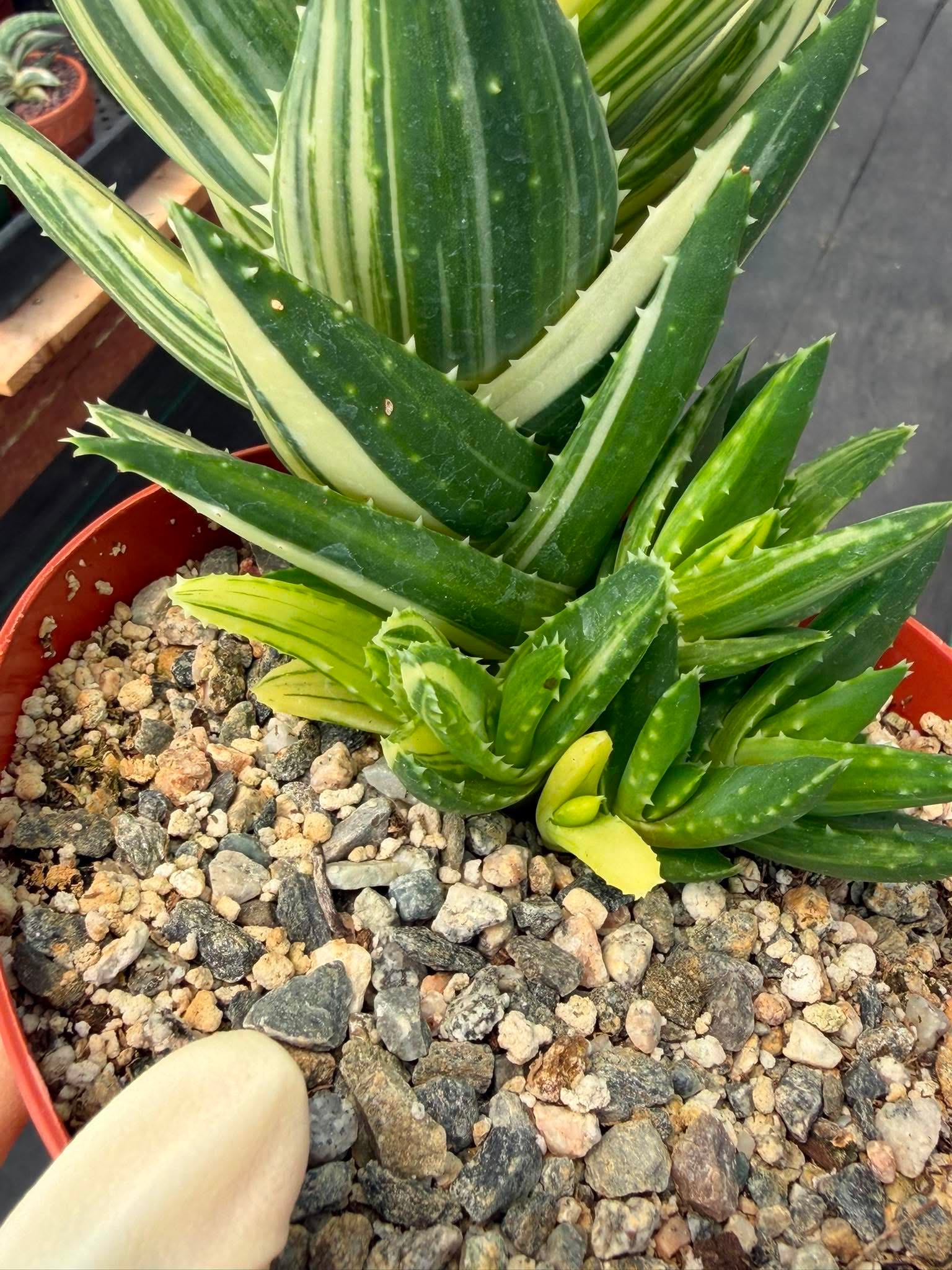 Variegated Aloe Nobilis #734 | Rare Succulent Live Plant | 6in Pot Easy Care Collector Cactus