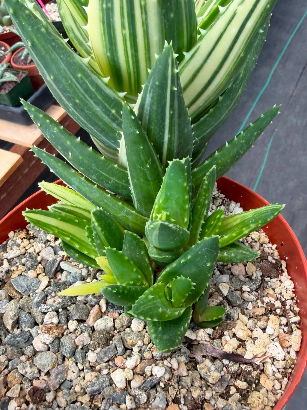 Variegated Aloe Nobilis #734 | Rare Succulent Live Plant | 6in Pot Easy Care Collector Cactus