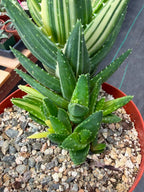 Variegated Aloe Nobilis #734 | Rare Succulent Live Plant | 6in Pot Easy Care Collector Cactus
