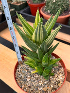 Variegated Aloe Nobilis #734 | Rare Succulent Live Plant | 6in Pot Easy Care Collector Cactus