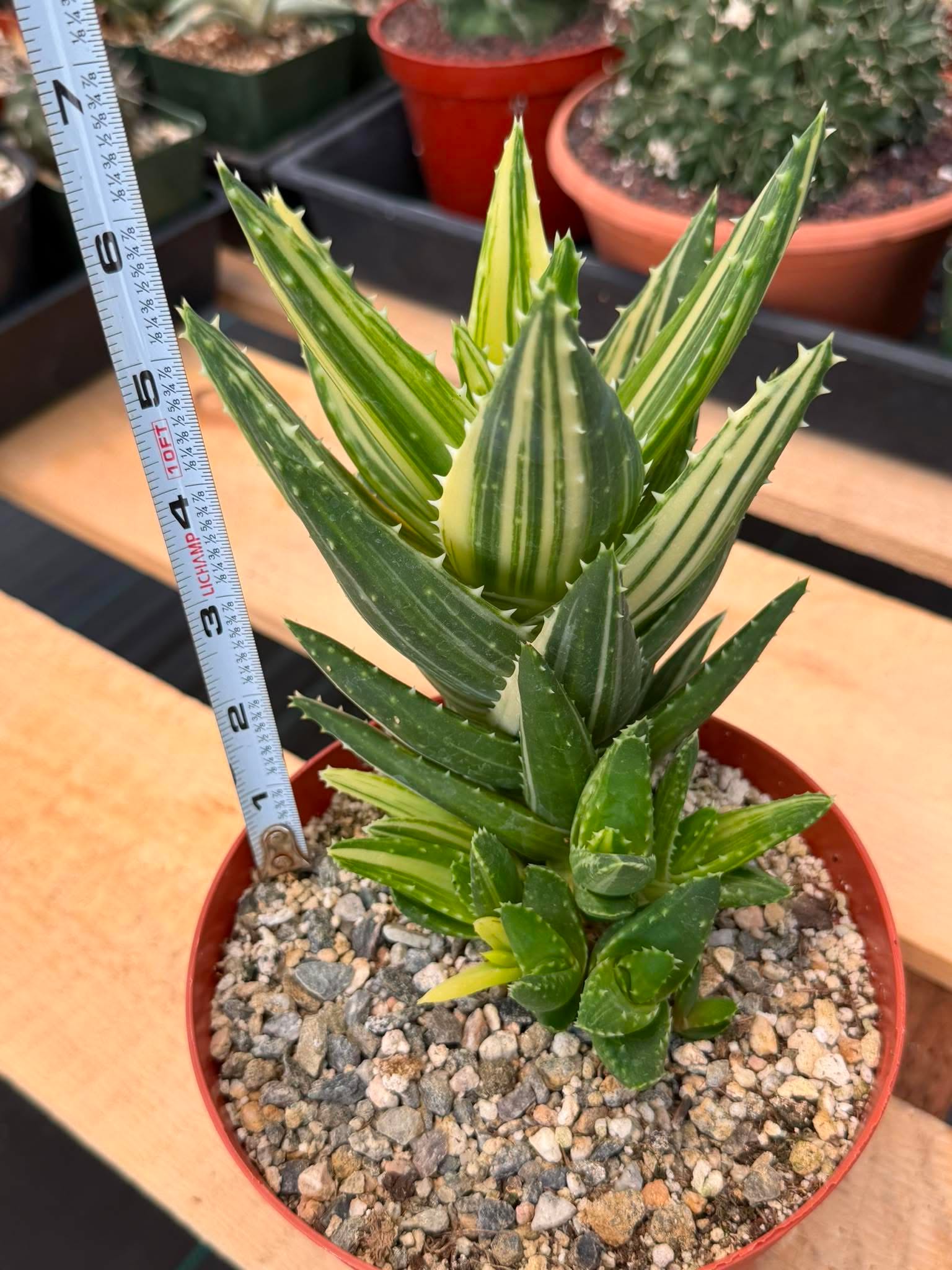Variegated Aloe Nobilis #734 | Rare Succulent Live Plant | 6in Pot Easy Care Collector Cactus