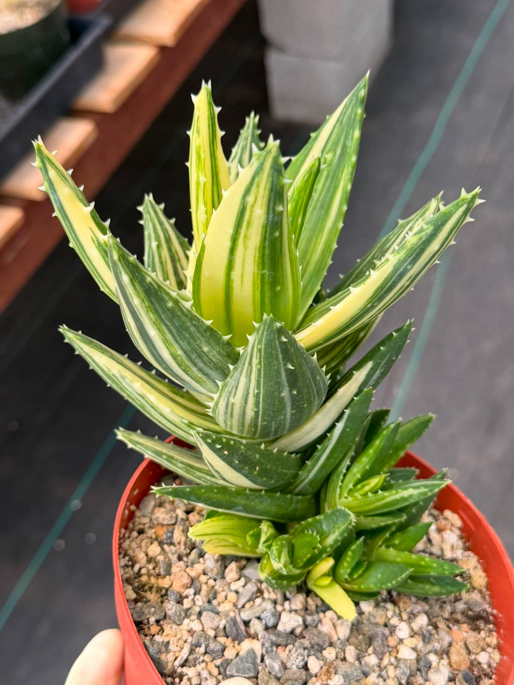 Variegated Aloe Nobilis #734 | Rare Succulent Live Plant | 6in Pot Easy Care Collector Cactus
