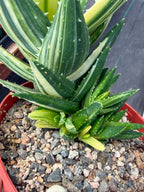 Variegated Aloe Nobilis #734 | Rare Succulent Live Plant | 6in Pot Easy Care Collector Cactus