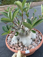 Large Specimen Adenium Arabicum #912 | Pink Flower Live Plant