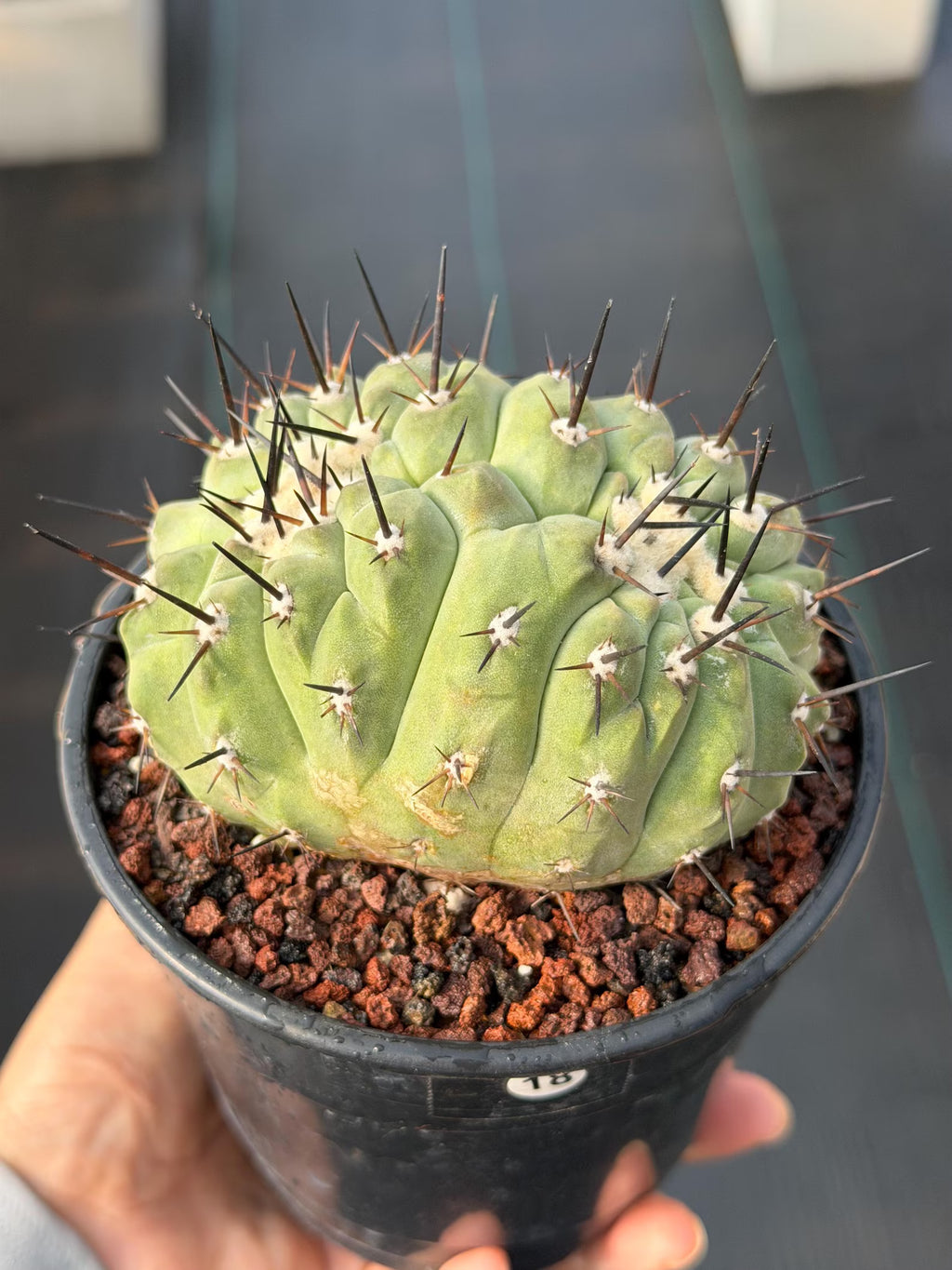 Crested Copiapoa Cinerea Live Cactus #271 – Rare Collector Cactus