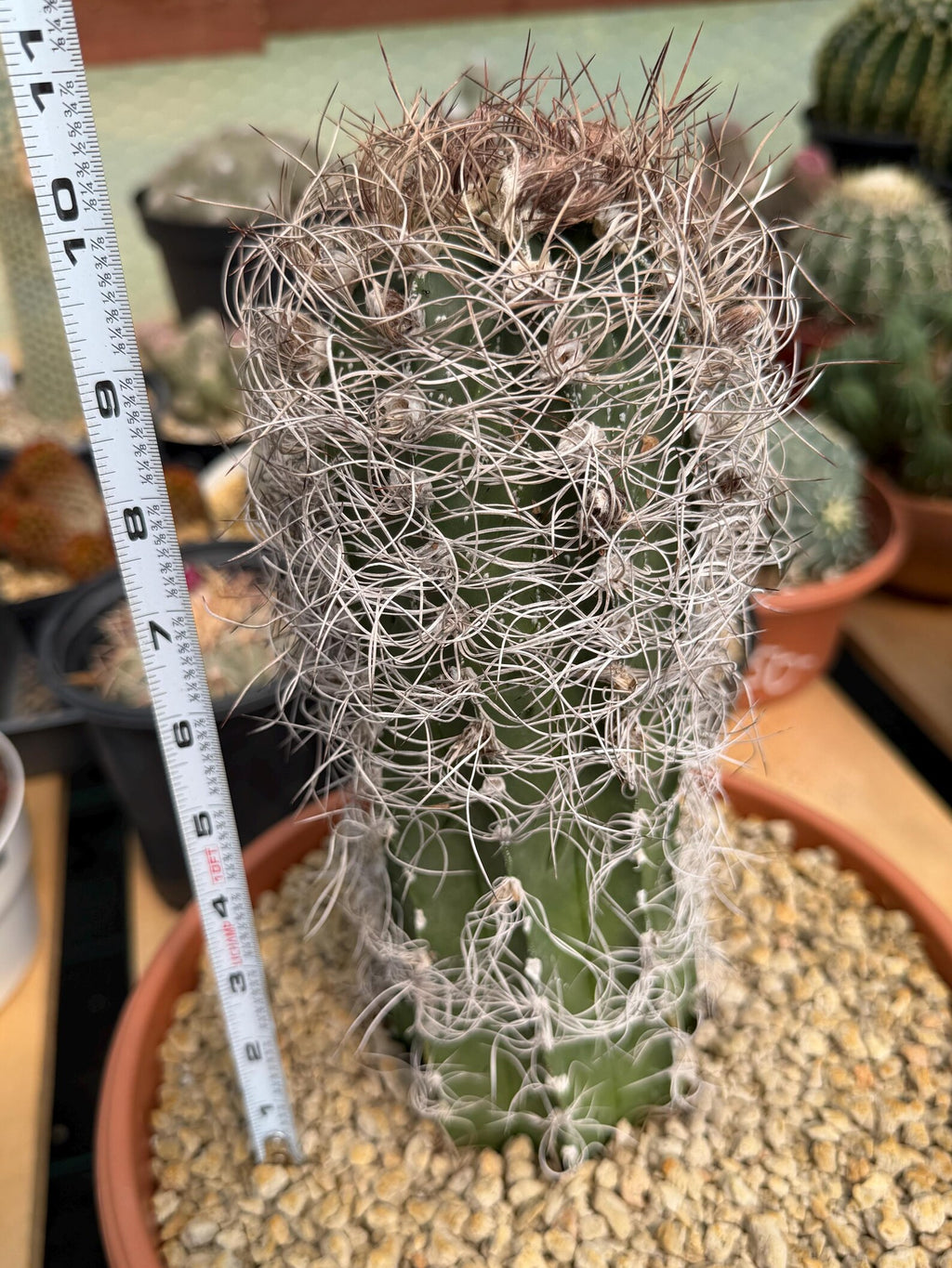 Seed Grown Astrophytum Capricorne Large| Rare Live Cactus