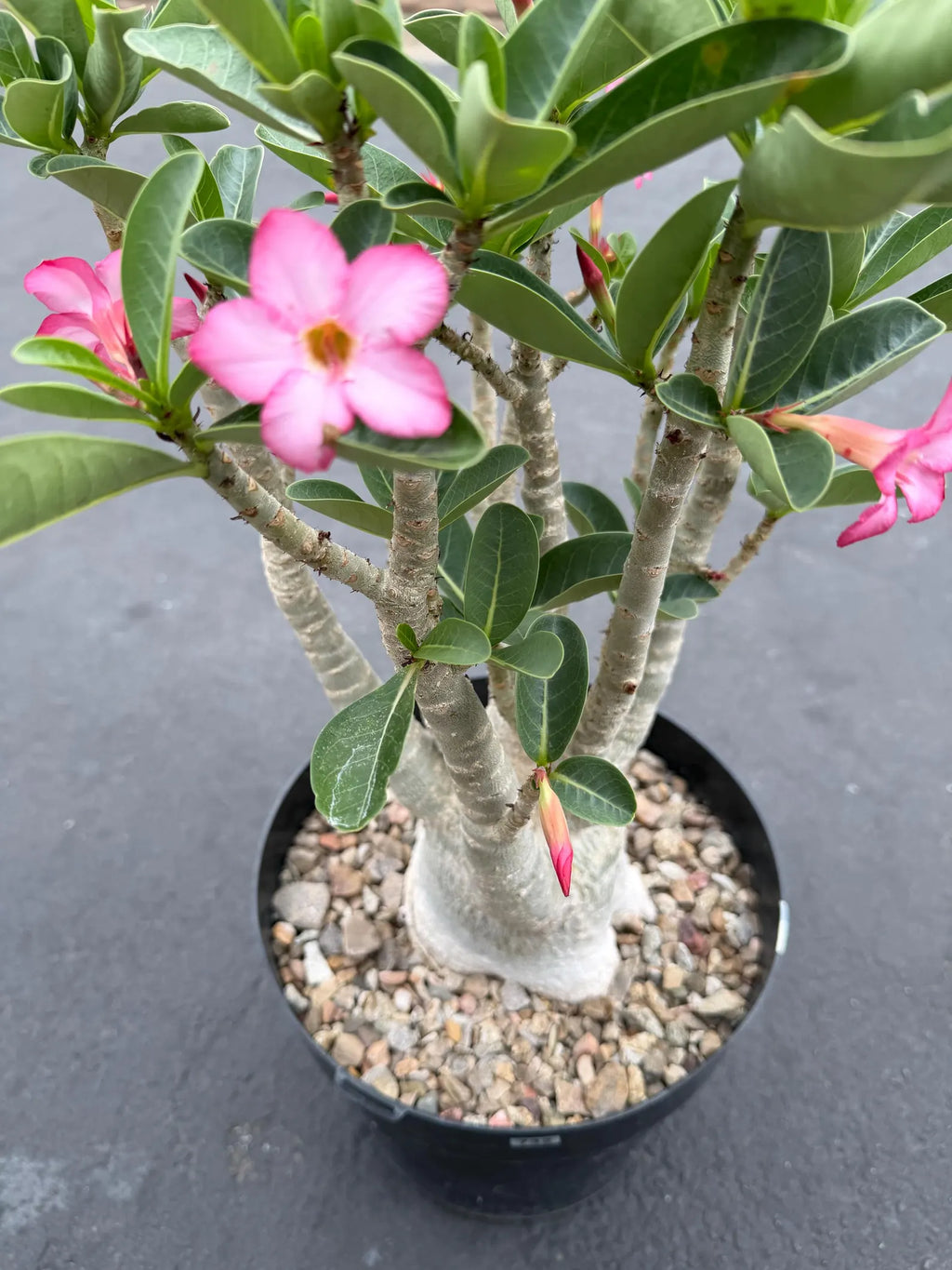 Large Specimen Adenium Arabicum | Pink Flower Live Plant