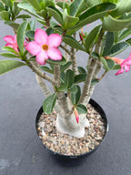Large Specimen Adenium Arabicum | Pink Flower Live Plant