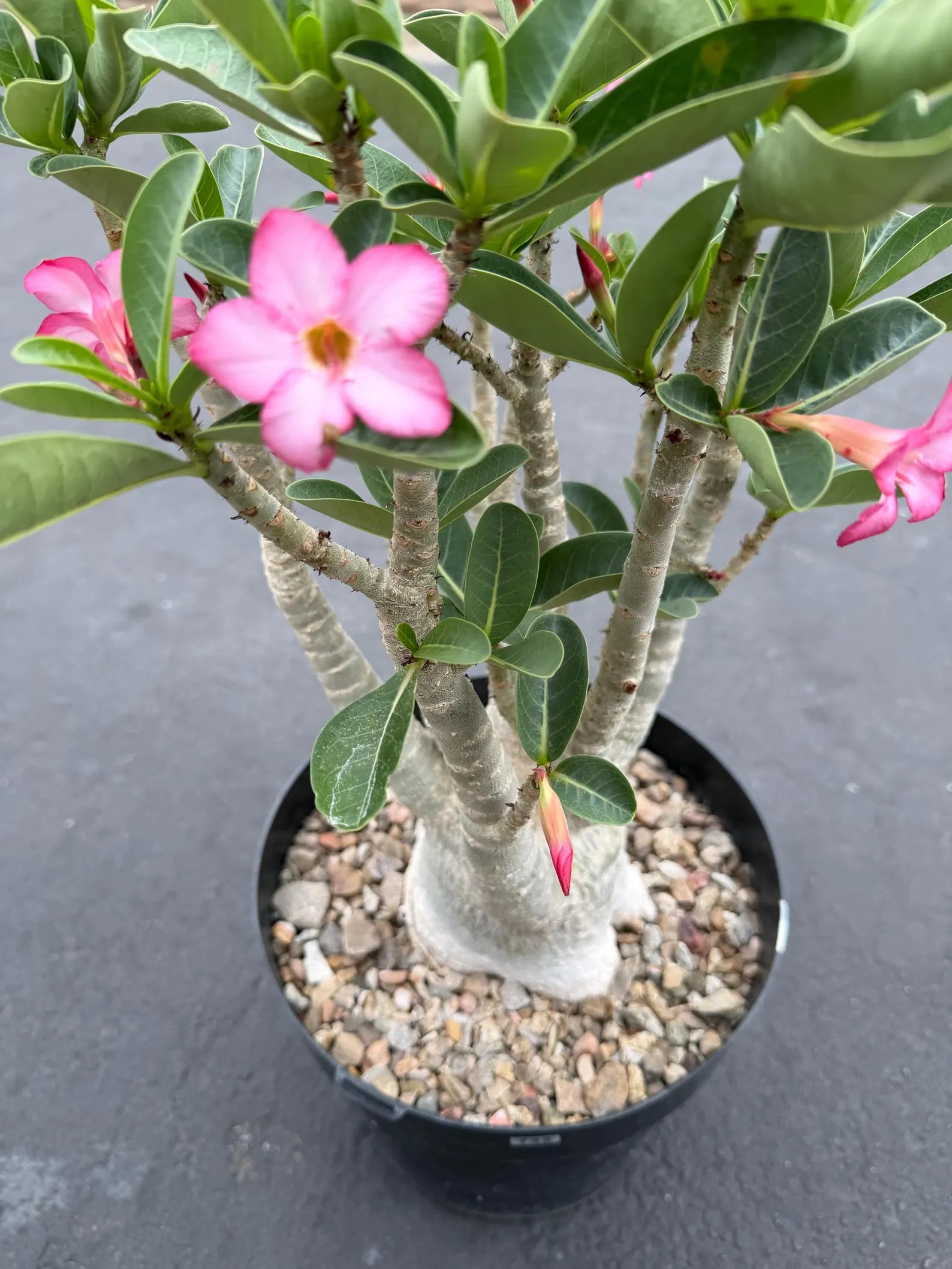 Large Specimen Adenium Arabicum | Pink Flower Live Plant