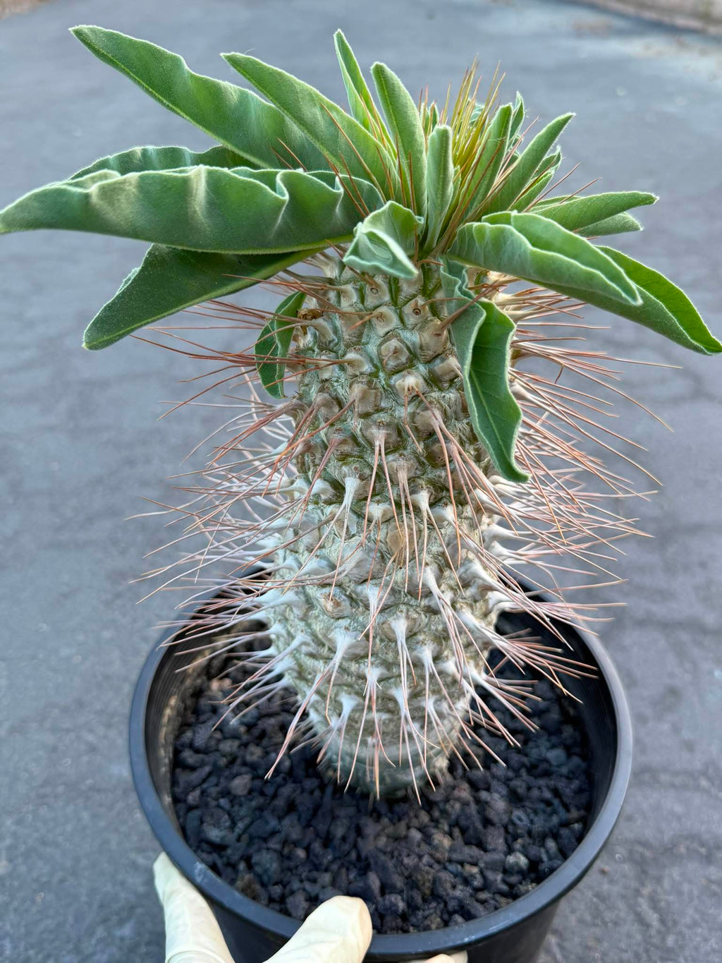 Pachypodium namaquanum – Rare Elephant’s Trunk Succulent, Desert Rose Plant