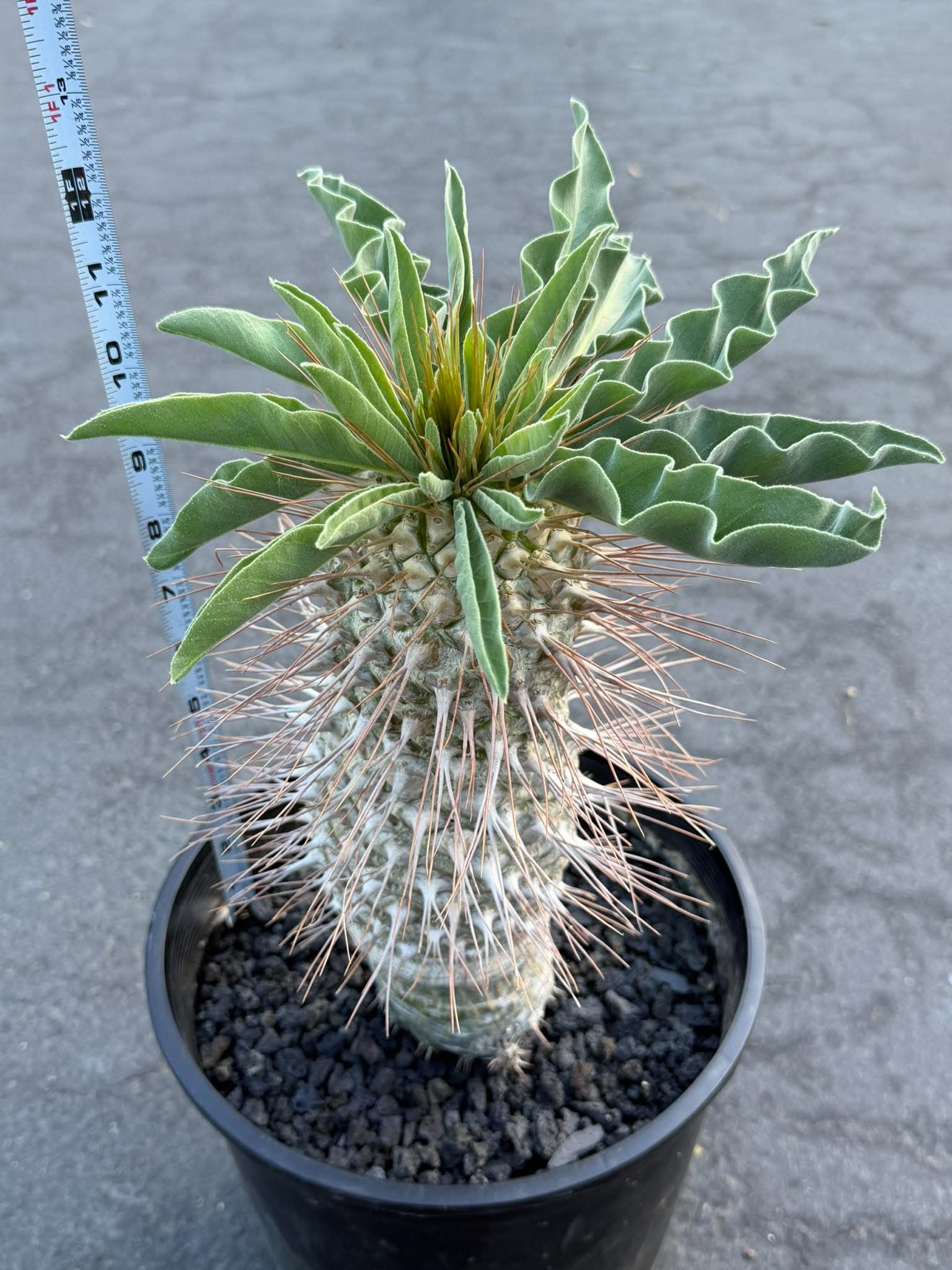 Pachypodium namaquanum – Rare Elephant’s Trunk Succulent, Desert Rose Plant