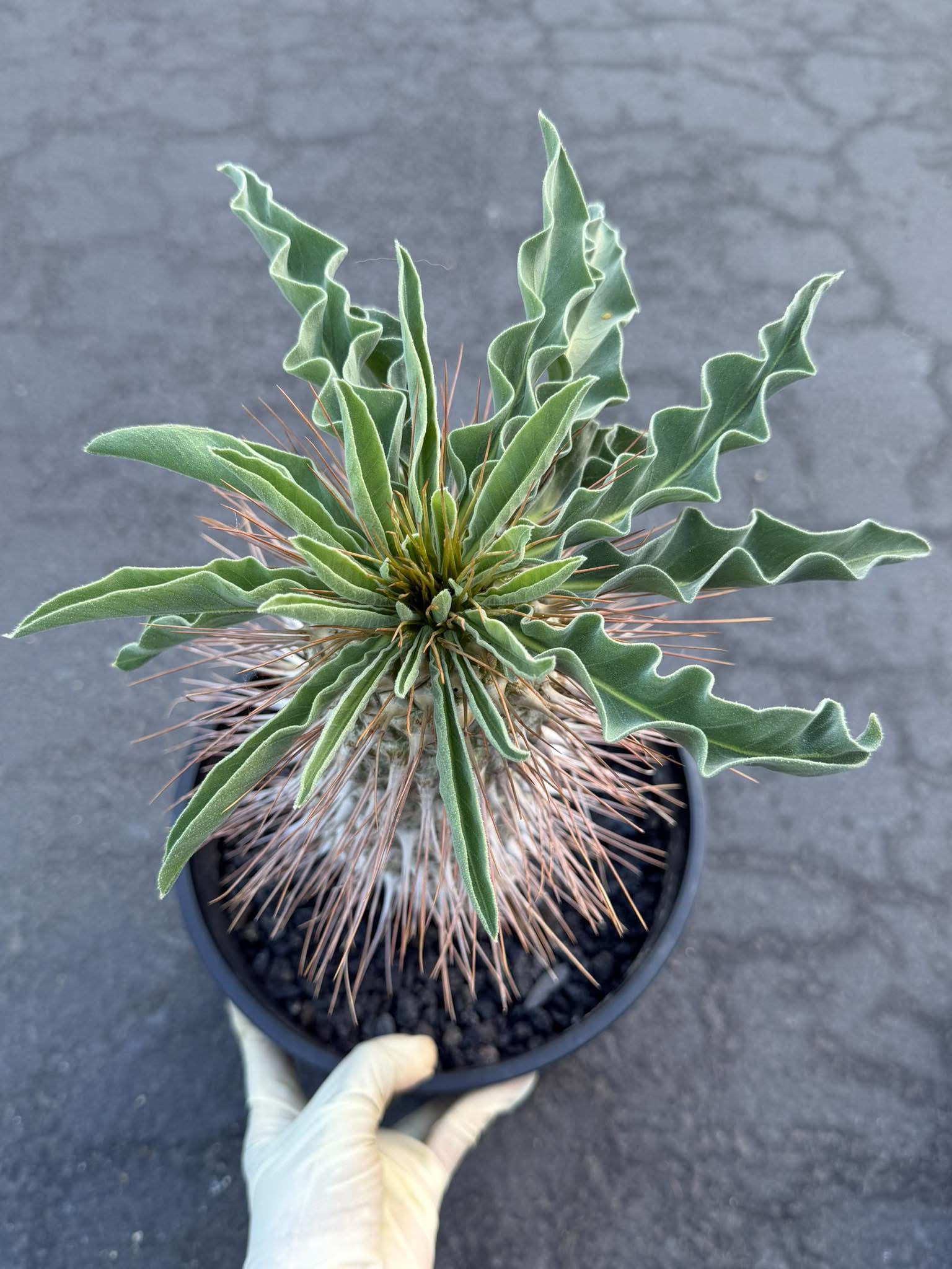 Pachypodium namaquanum – Rare Elephant’s Trunk Succulent, Desert Rose Plant