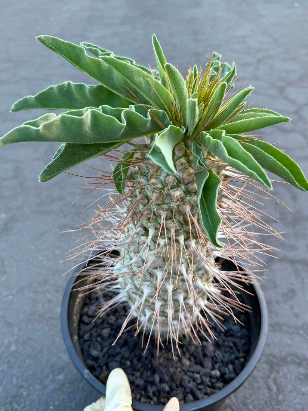 Pachypodium namaquanum – Rare Elephant’s Trunk Succulent, Desert Rose Plant