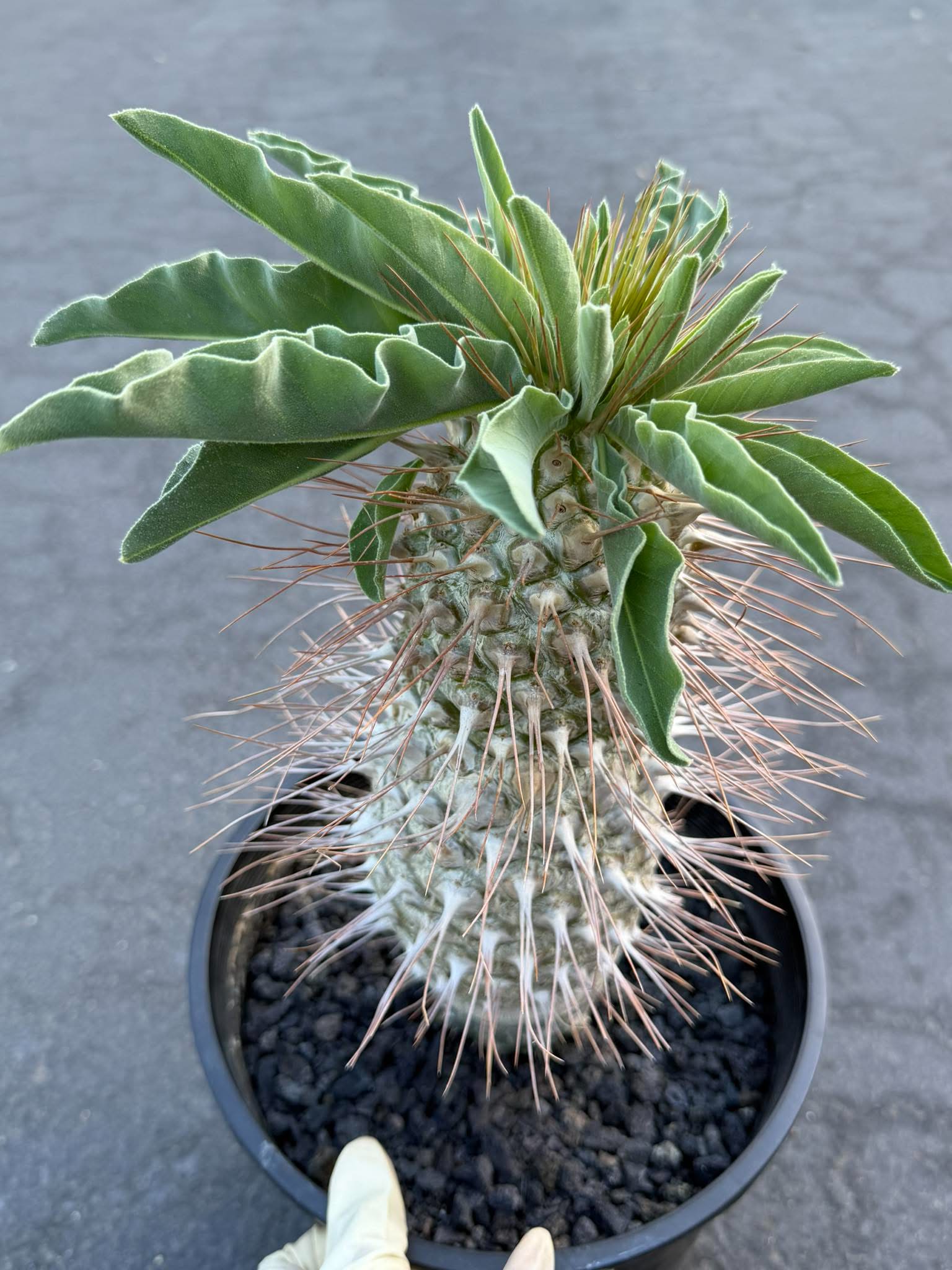 Pachypodium namaquanum – Rare Elephant’s Trunk Succulent, Desert Rose Plant
