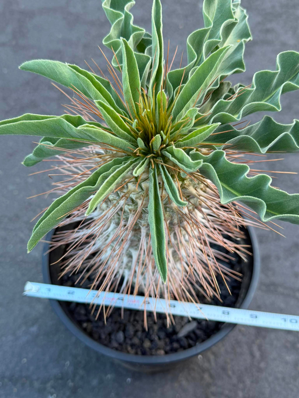 Pachypodium namaquanum – Rare Elephant’s Trunk Succulent, Desert Rose Plant