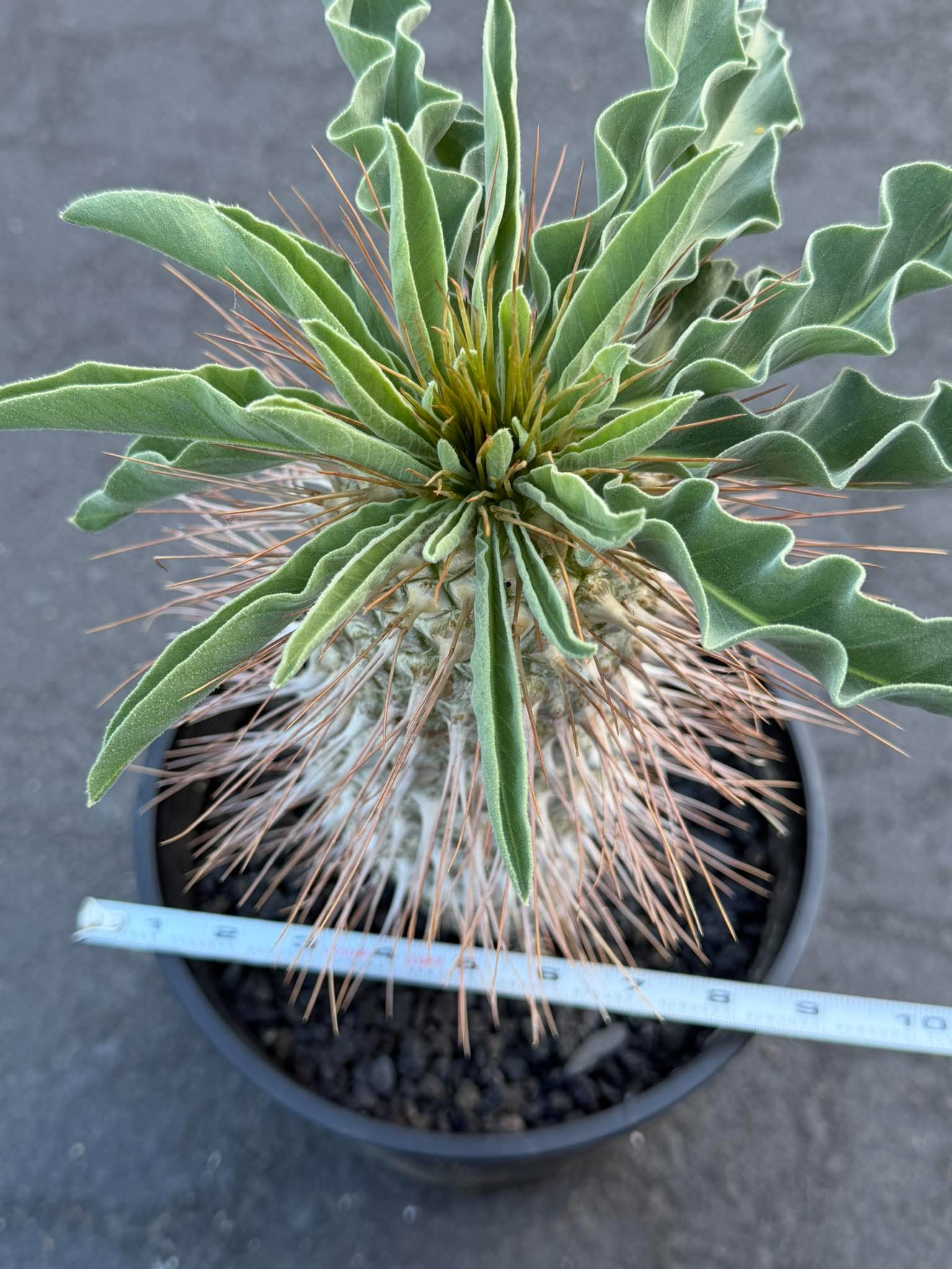 Pachypodium namaquanum – Rare Elephant’s Trunk Succulent, Desert Rose Plant