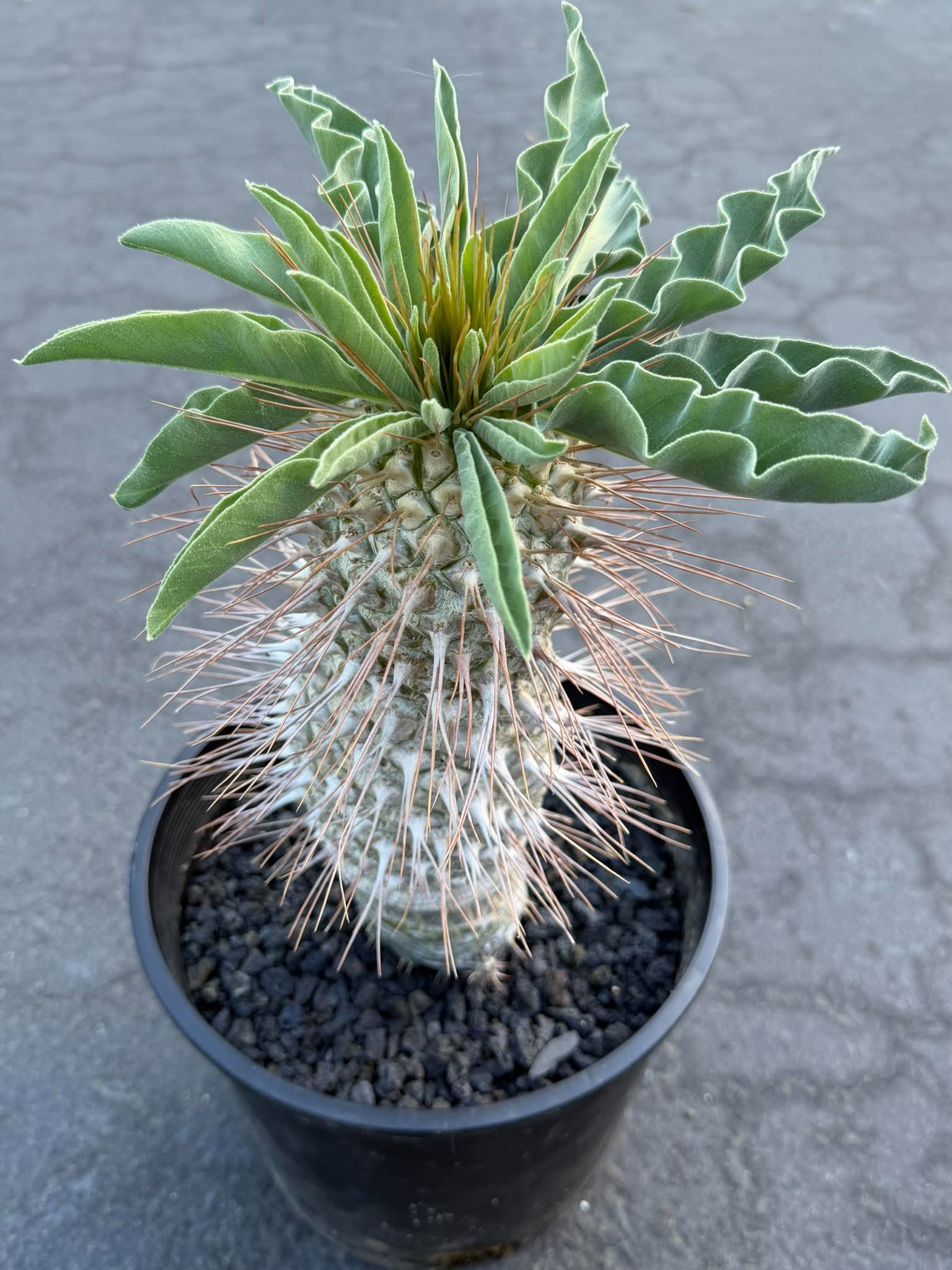 Pachypodium namaquanum – Rare Elephant’s Trunk Succulent, Desert Rose Plant