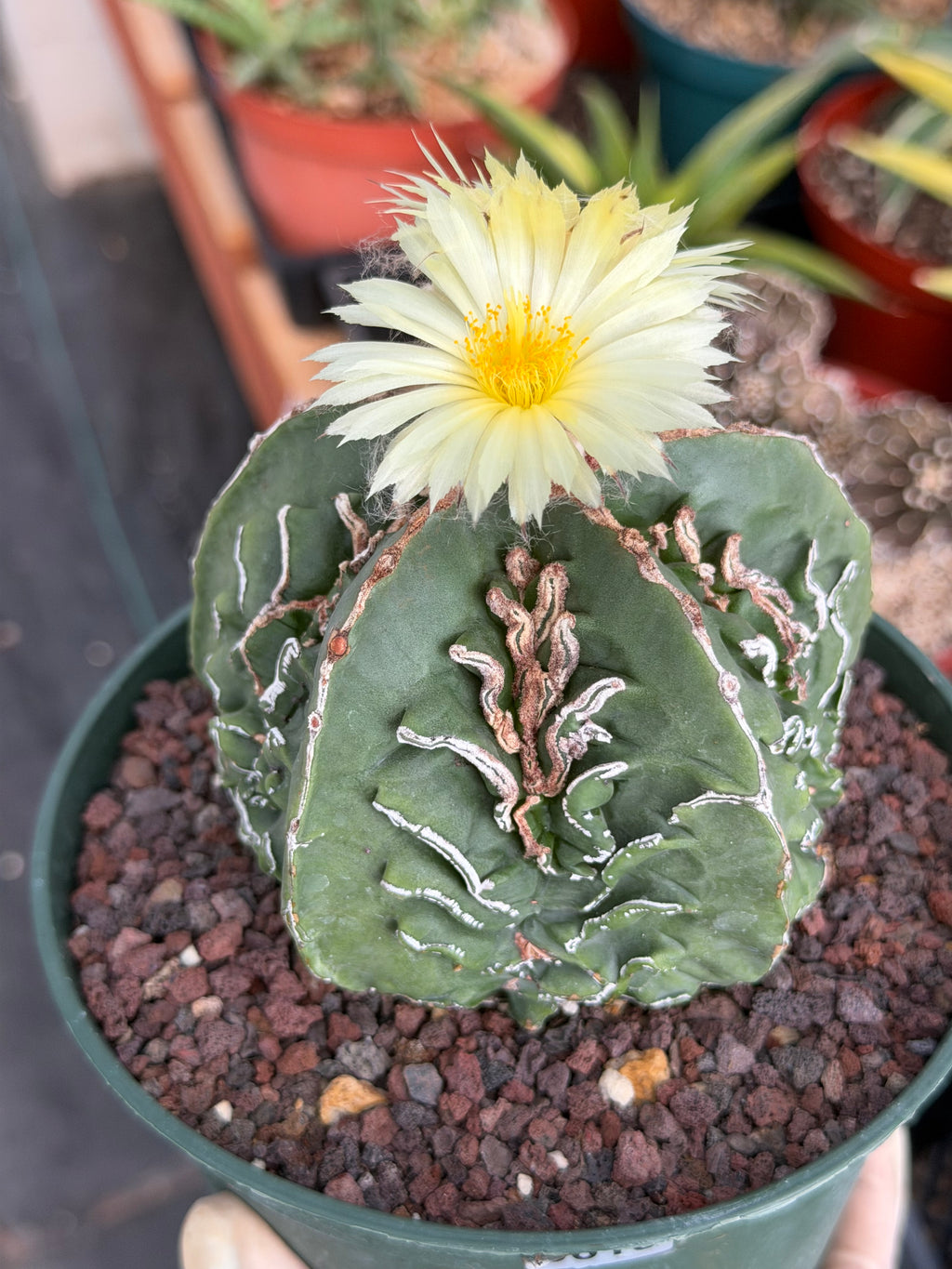 Astrophytum Fukuyu #618 | Rare Collector Cactus