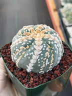 Astrophytum V Type Spiral Form Succulent – Rare Collectible Cactus with Additional Ribs