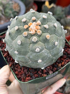 Astrophytum Kikko Turtle Form – Rare Collector Cactus