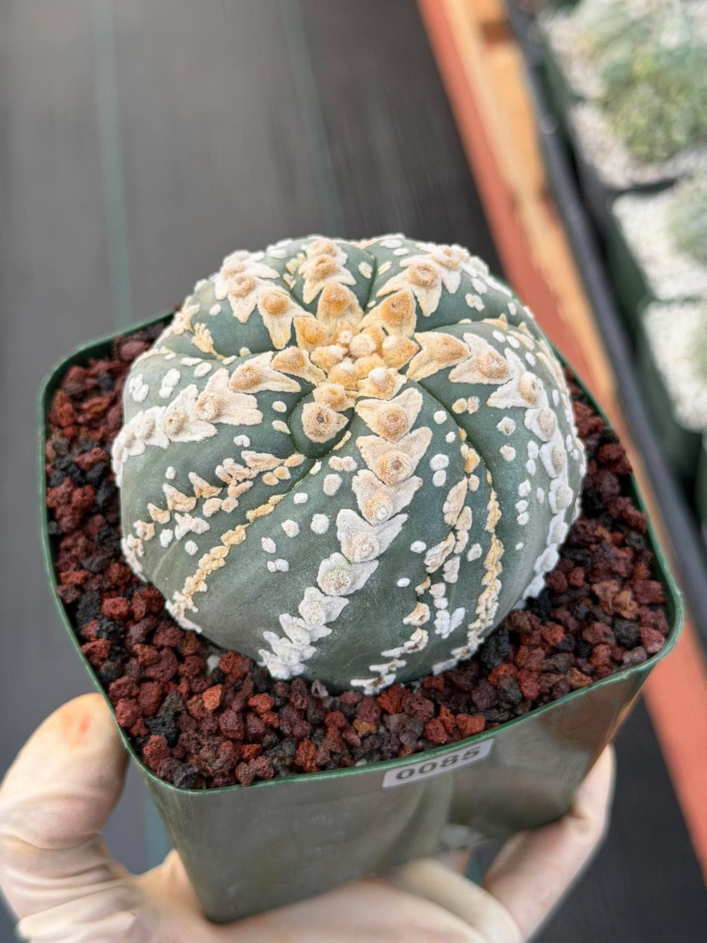 Astrophytum V Type Spiral Form Succulent – Rare Collectible Cactus with Additional Ribs