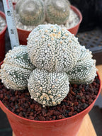 Astrophytum Asterias Cluster – Rare Seed-Grown Cactus Live Plant