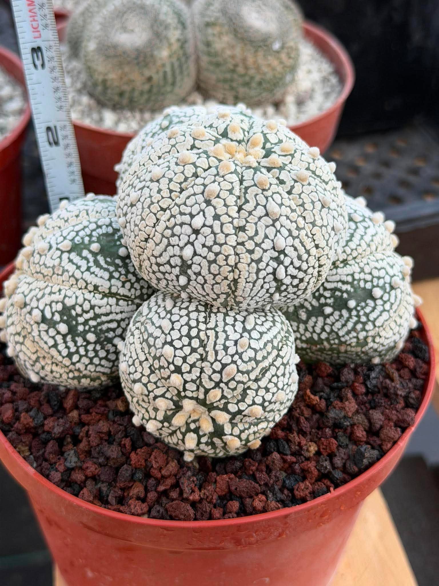 Astrophytum Asterias Cluster – Rare Seed-Grown Cactus Live Plant