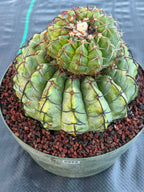 Discocactus Stacker | Rare Grafted Double‑Headed Collector’s Cactus