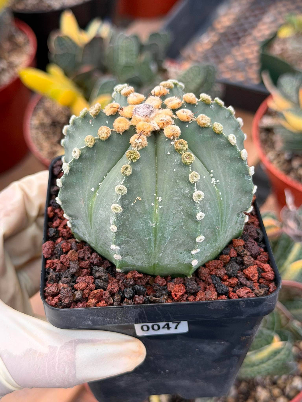 Astrophytum 8‑Rib Form – Rare Collector Cactus – Geometric Desert Beauty